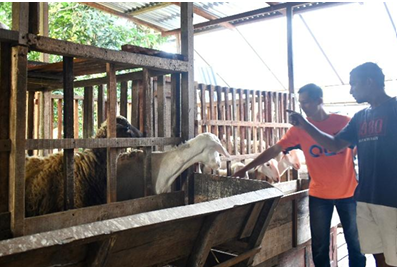 Program Kelompok Ternak Desa Musuk: Pemberdayaan Karang Taruna  Melalui Bantuan Modal Kambing
